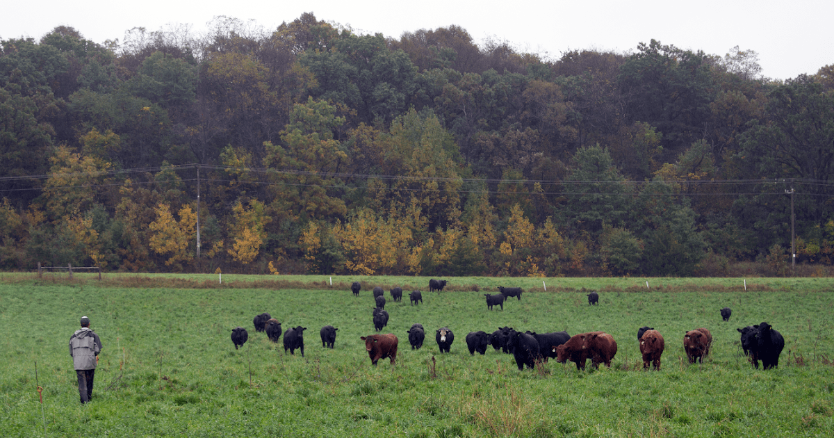 A herd of cows grazing in a field with a forest in the background.