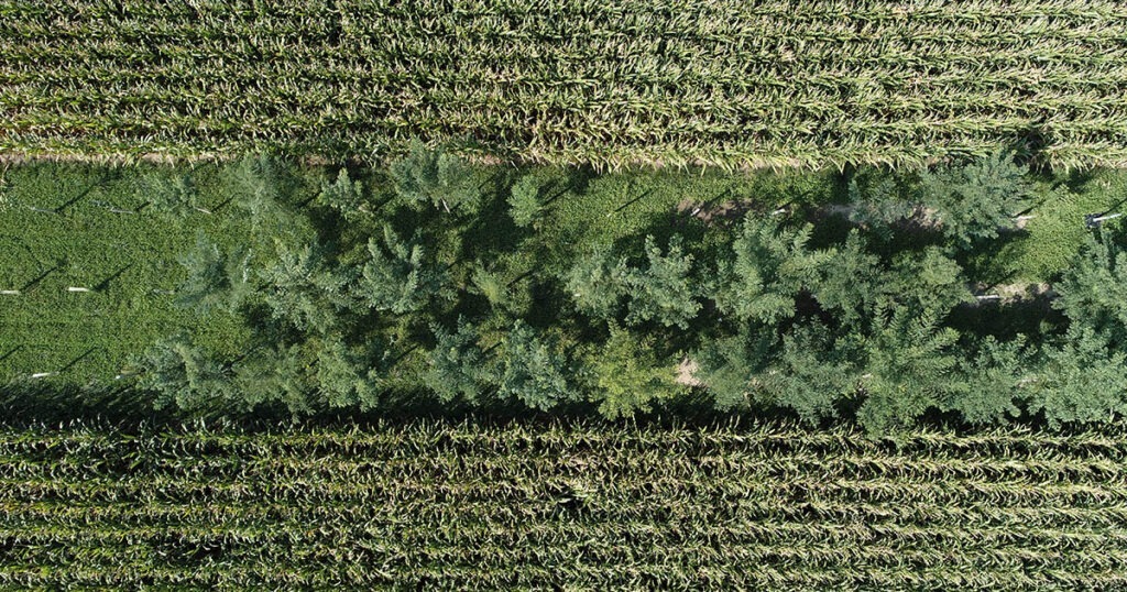 The alley cropping demonstration at 4-H Memorial Camp has 3 rows in each tree block, with 10 ft spacing between trees and rows, and a 5 ft buffer between rows 1 and 3 and row crops. PHOTO: Canopy