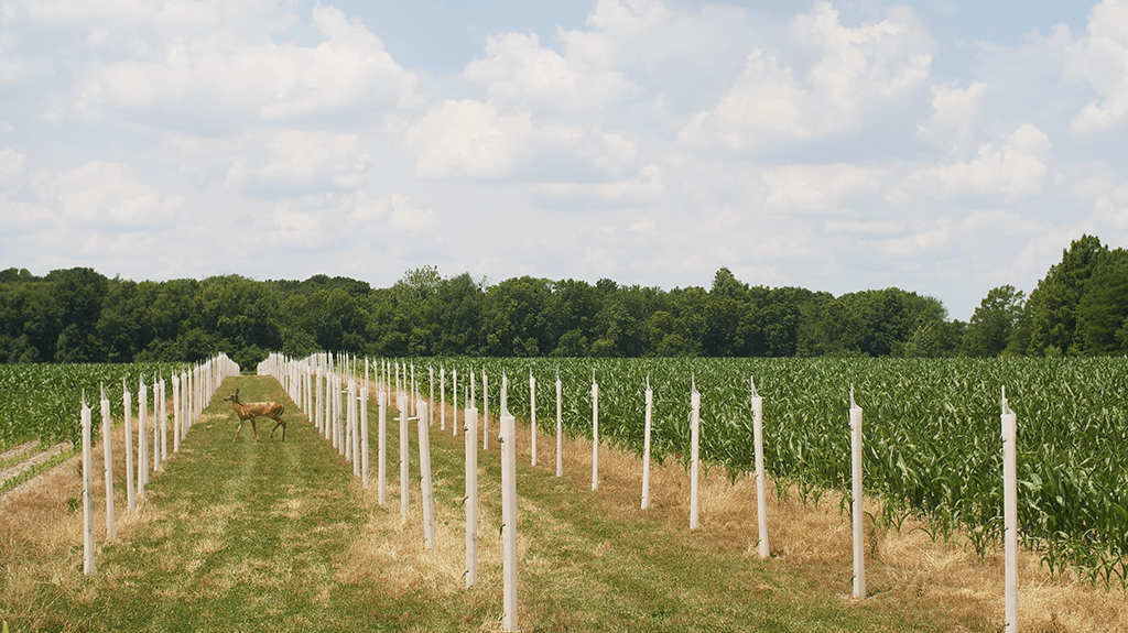 Deer crossing a field of tree tubes and corn.