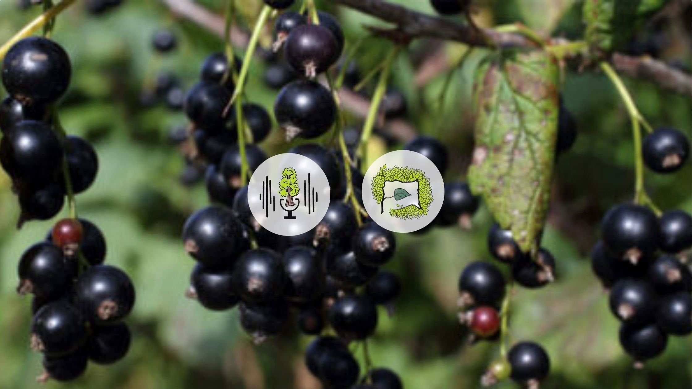 Black Currants on a branch.