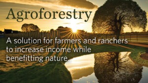 Agroforestry - A solution for farmers and ranchers to increase income while benefiting nature.