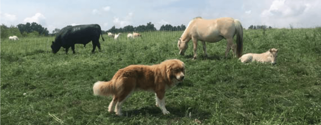Livestock dogs, cows and horses