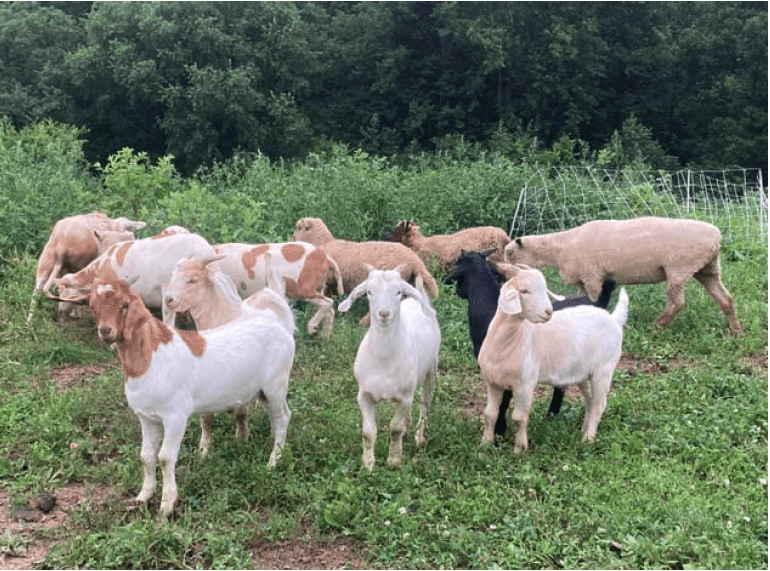 A small herd of livestock goats.