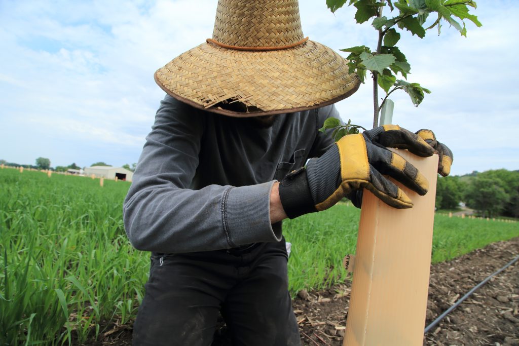 Staffer slides protective plastic tube around hazelnut sapling as part of agroforestry research at Savanna Institute's Valley Farm, Spring Green, Wisconsin.