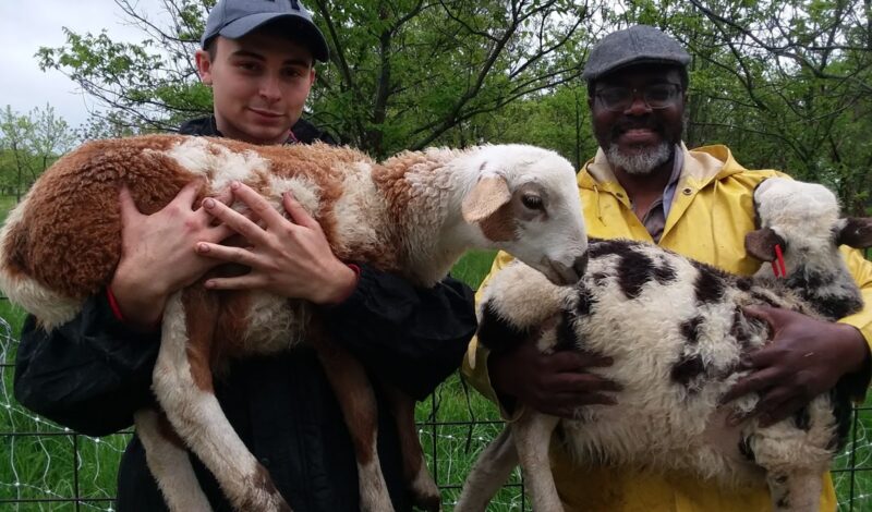 Apprentices holding baby rams.