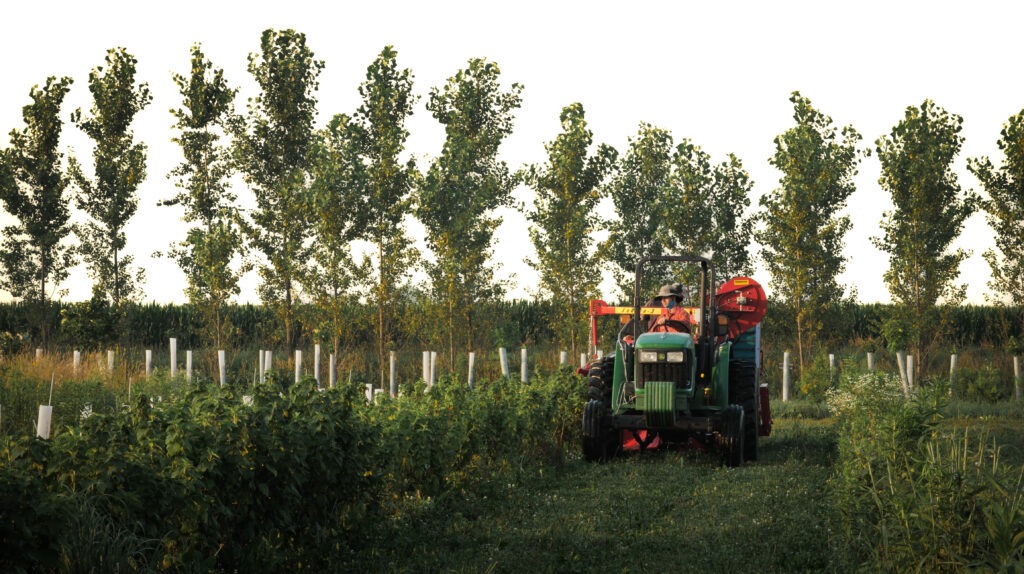 Black Currents being harvested as part of alley cropping.