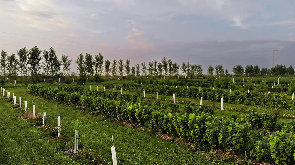 Black currant field with tree tubes.