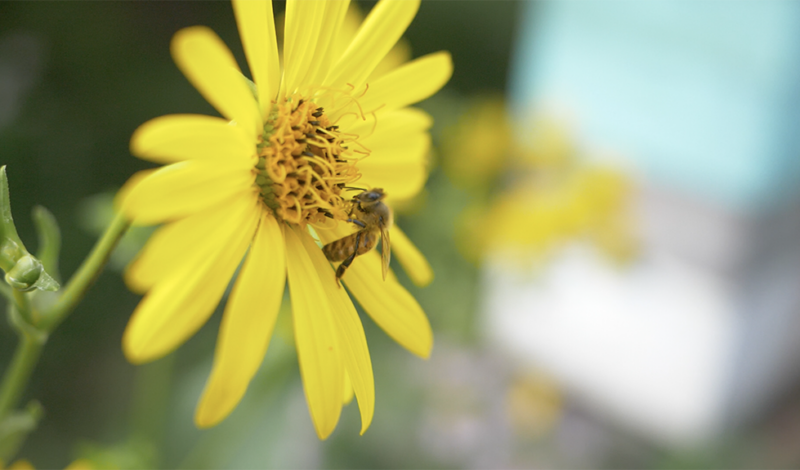Honey bee on a yellow flower.