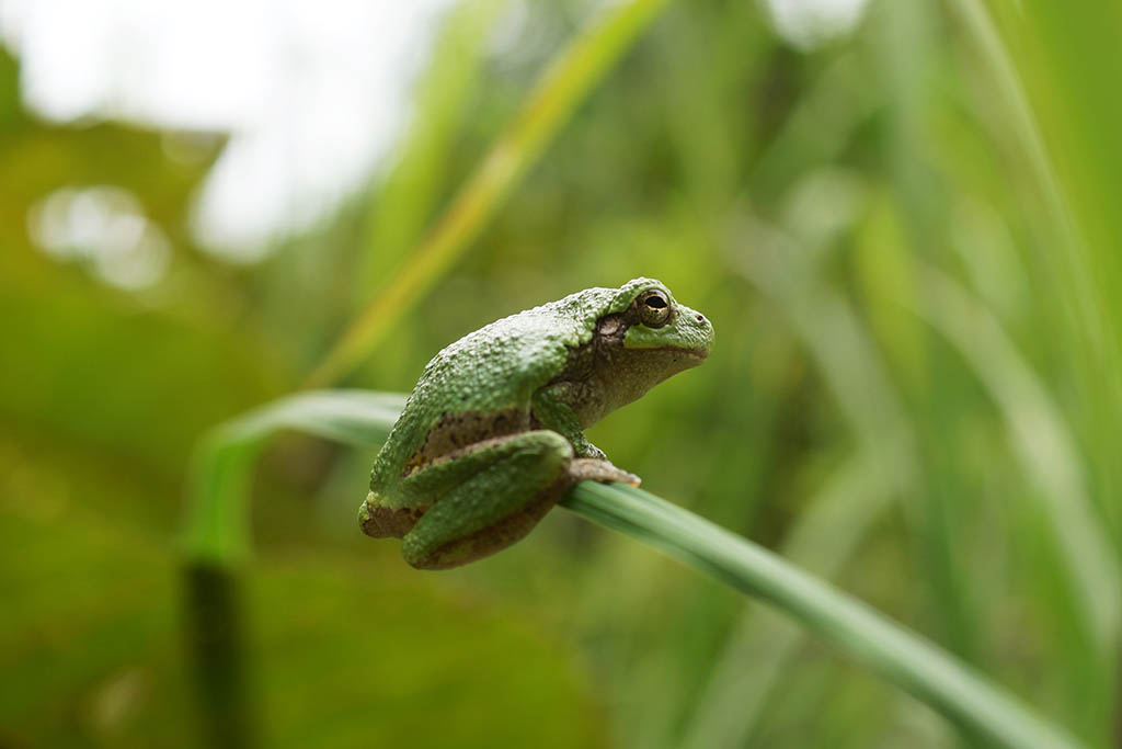 Green frog perched on a blade of grass.