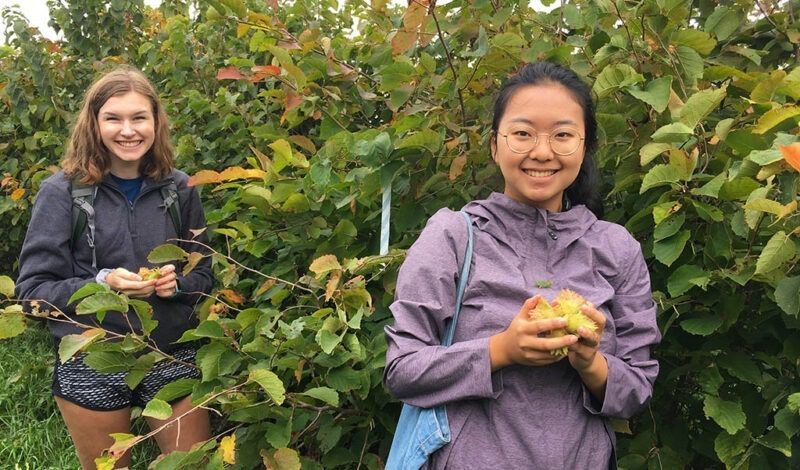 Volunteers pick hazelnuts at a hazelnut harvest event.