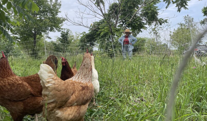 Red Fern Farm Chickens in a field with Kathy Dice in the distance.