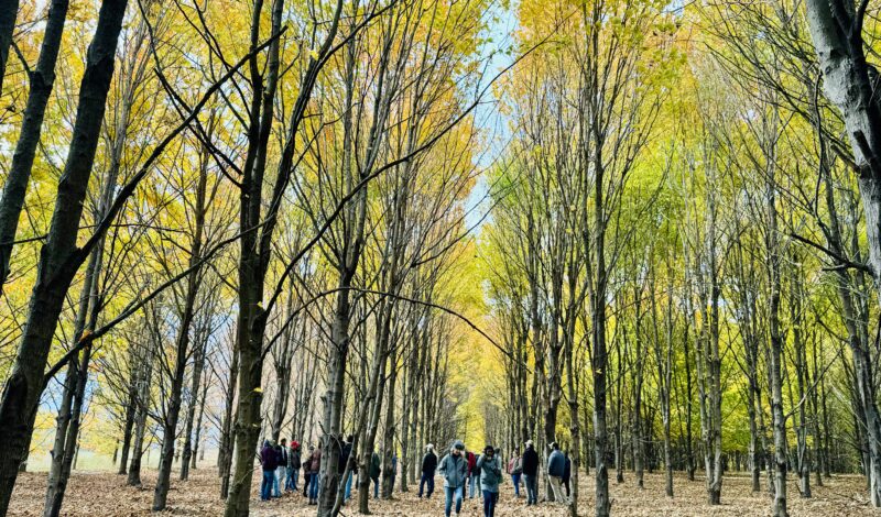 Misty Dawn Farm maple tree plantation.