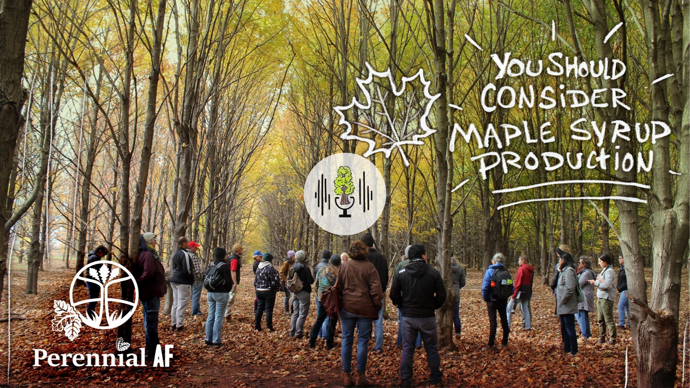 People touring a maple tree grove.
