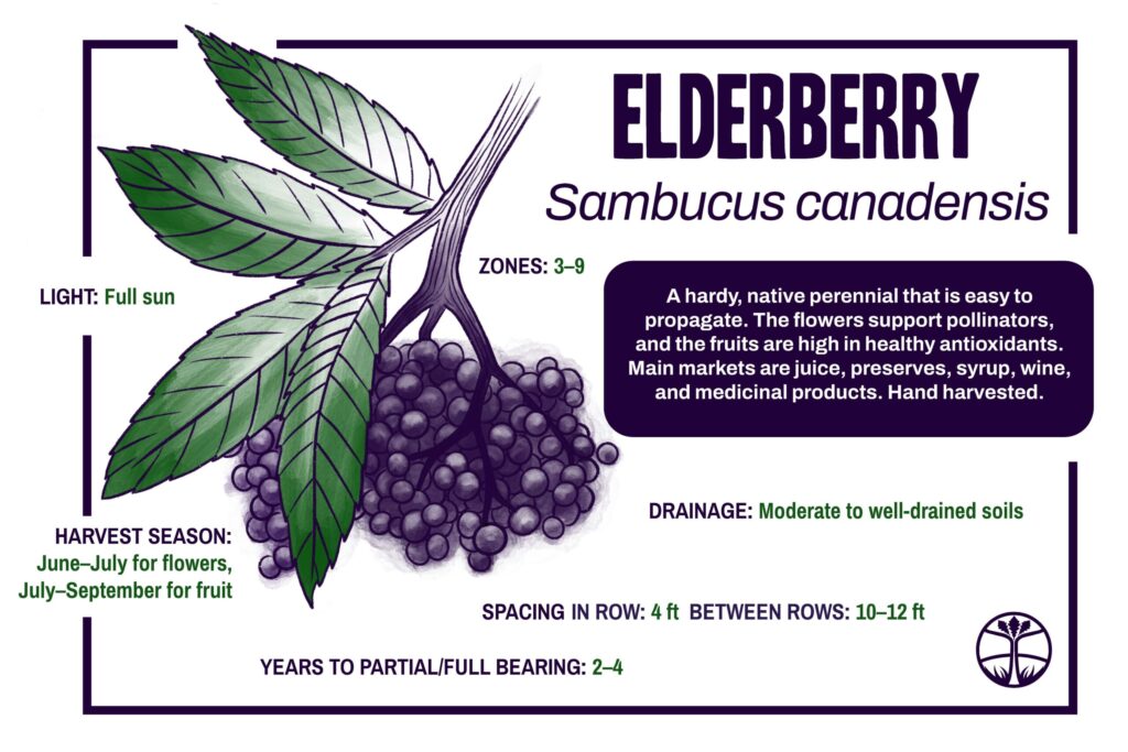 Sign detailing American Elderberry as a crop