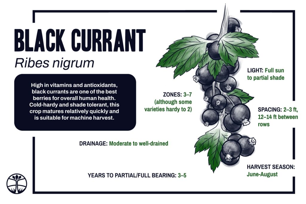 Sign detailing black currants as a crop