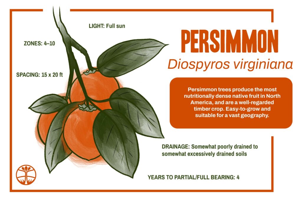 Sign detailing Persimmons as crops