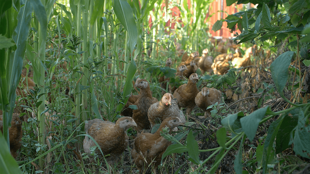 Free range chickens in silvopasture.