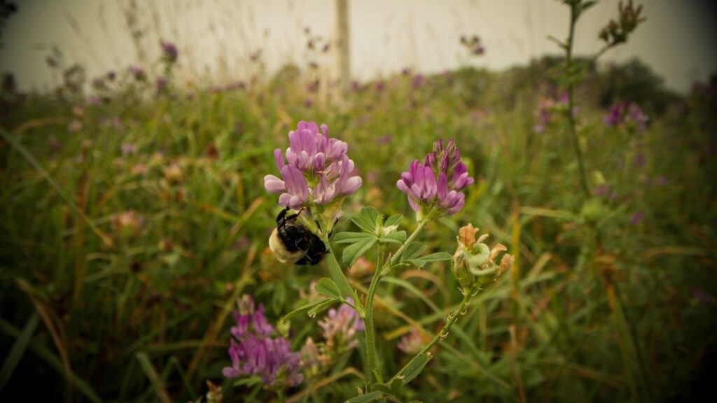 Bumblebee visiting a pink flower in a field.