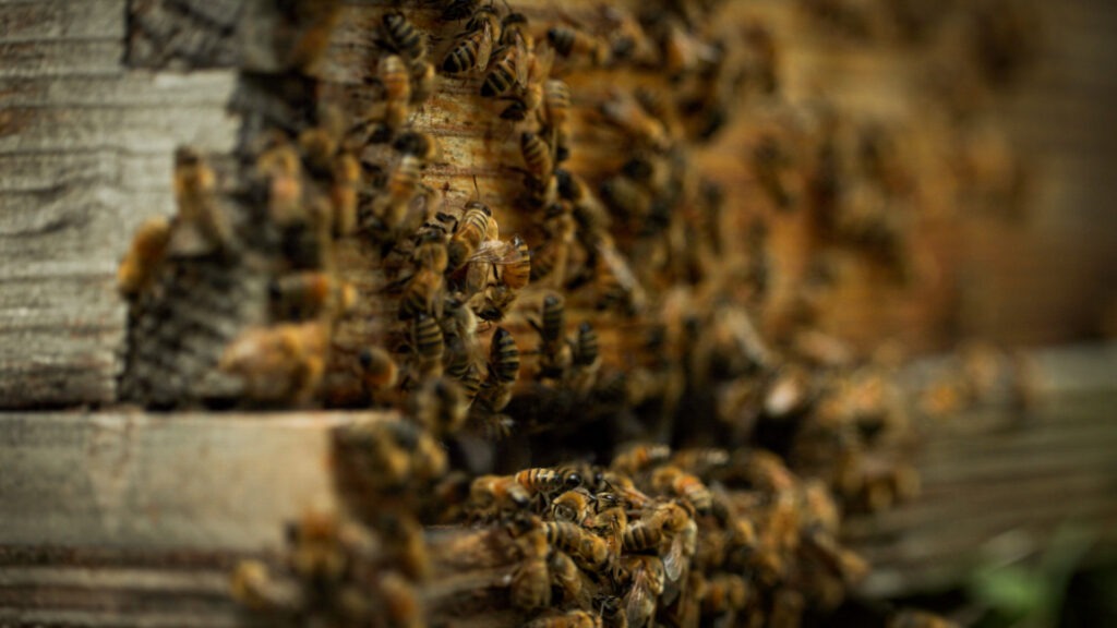 Honeybees swarming at their nest.