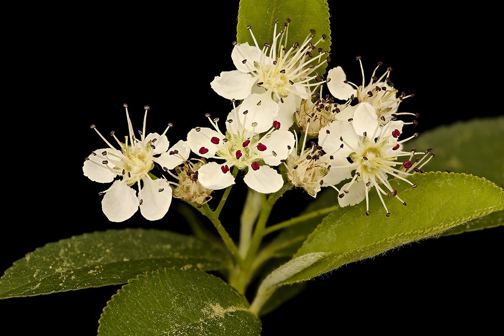 White aronia flowers growing on a branch.