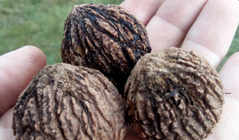 Three black walnuts held in the palm of a hand.