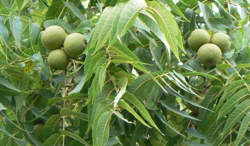 Black walnuts growing on a tree with leaves.