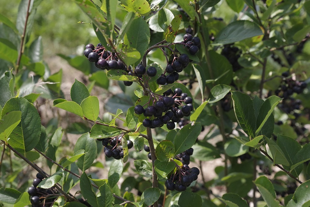 Aronia melanocarpa - commonly called Black Chokeberry -growing on the shrub.
