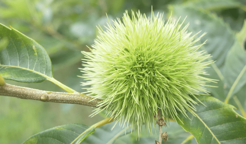 Green chestnut in casing, growing on a branch.