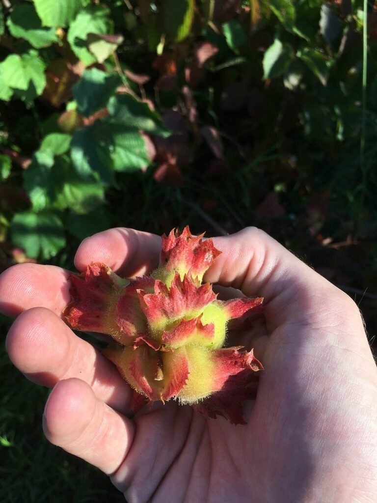 Hazelnut held in the hand.