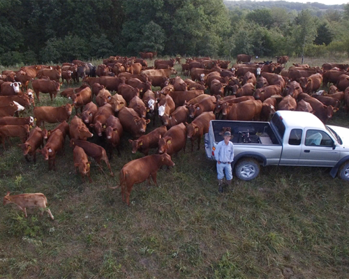 Greg Judy and his pickup truck surrounded by a herd of cattle.