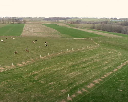 Aerial view of All Seasons farm, with tree tubes and cattle.