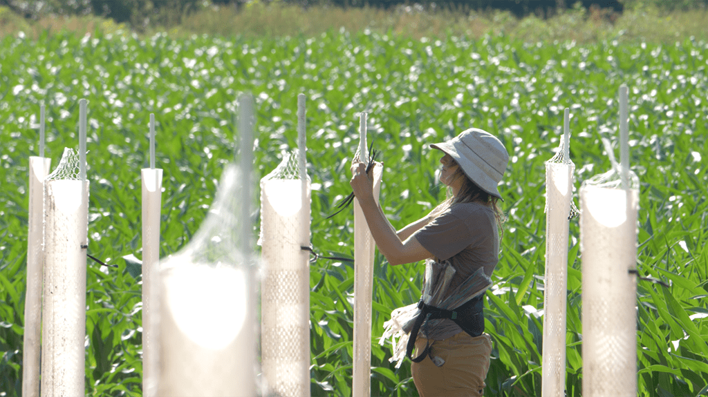 Apprentice in the field.