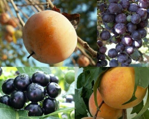 Multiple images of fruits on the branch.