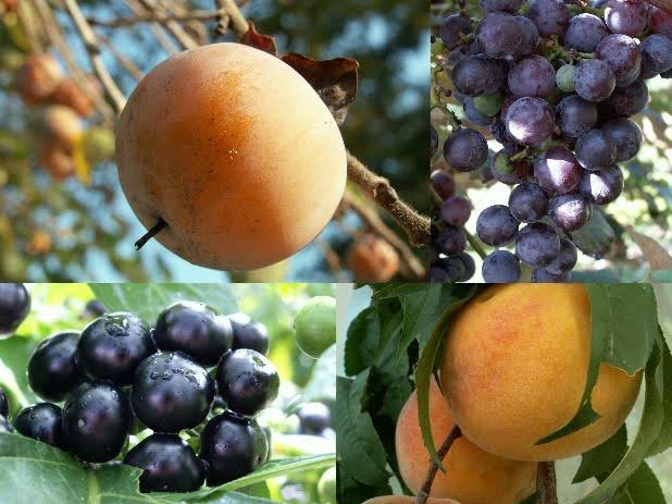 Multiple images of fruits on the branch.