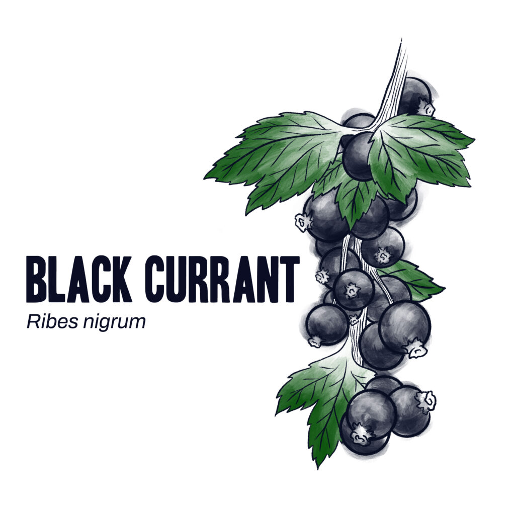 Black Currant