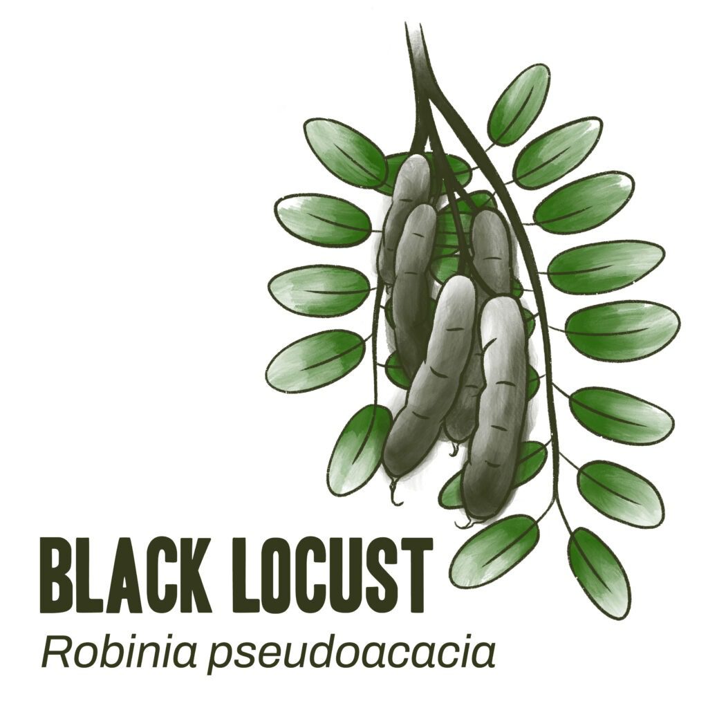 Black Locust