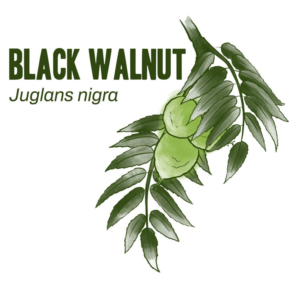 Black Walnut