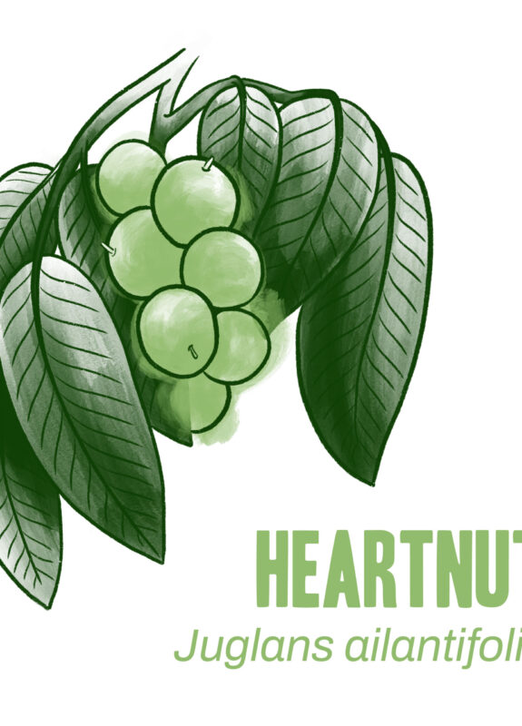 Crops-heartnut-white-web-low