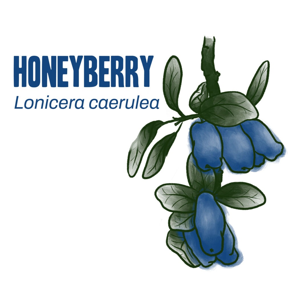Honeyberry