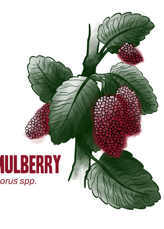 Crops-mulberry-web