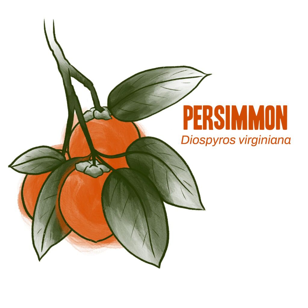 Persimmon illustration