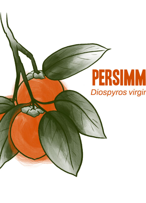 Persimmon illustration