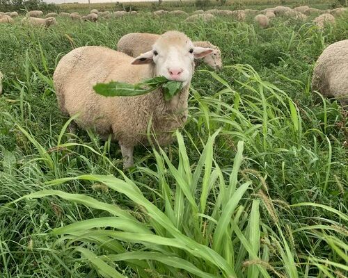Joya Food and Fiber Farm sheep eating forage.