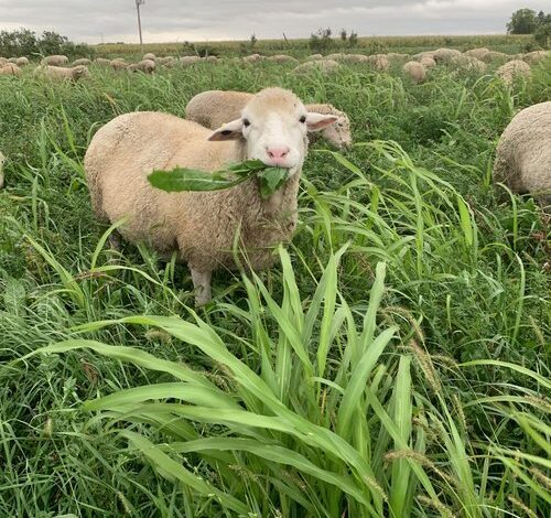 Joya Food and Fiber Farm sheep eating forage.