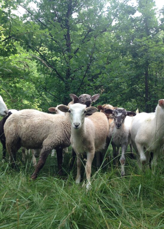 Sheep at Nightfall Farm.