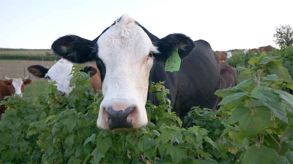 Cow in a silvopasture looking at the viewer.