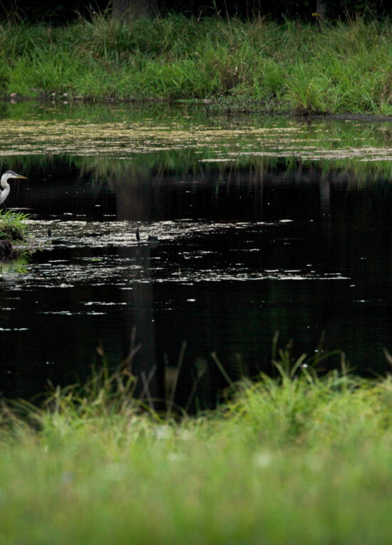 West Michigan river with blue heron.