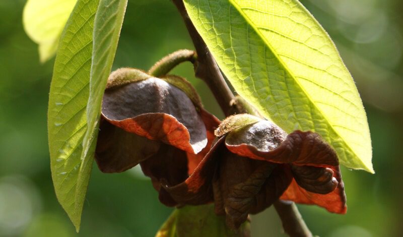 Pawpaw flowers