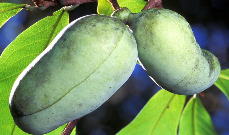 Ripe pawpaw fruit