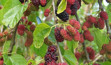 Crop-Mulberry-tree